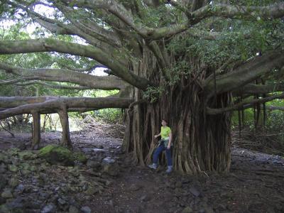peter pan tree