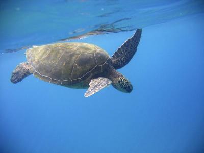 sea turtle near surface