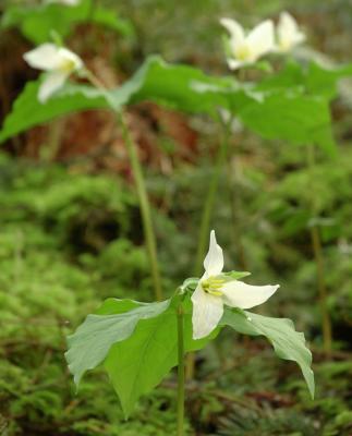 Trillium