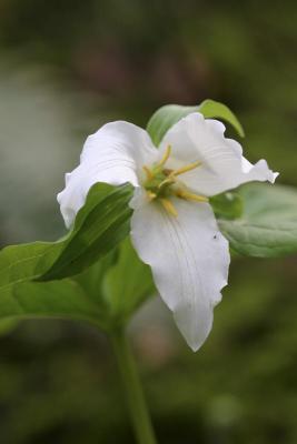trillium close-up