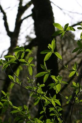 new growth