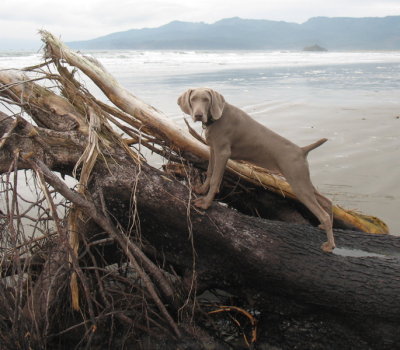 learning to climb