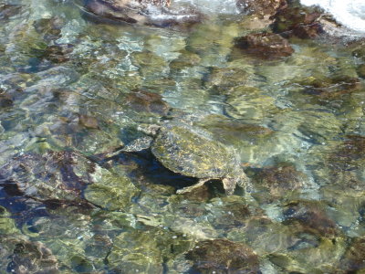 Turtle!