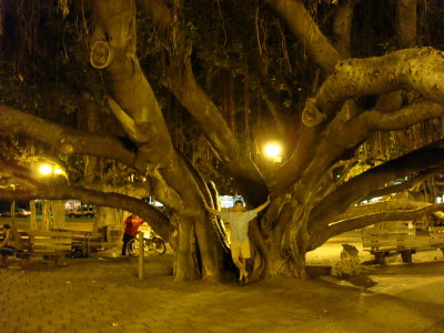 The Banyan Tree in Lahaina eating Scott