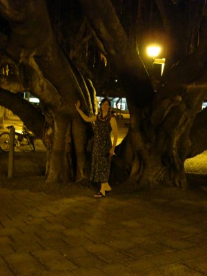 The Banyan Tree in Lahaina comforting Alice