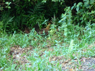 A mother banty chicken with her hidden chicks