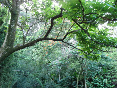 More Hana highway forest