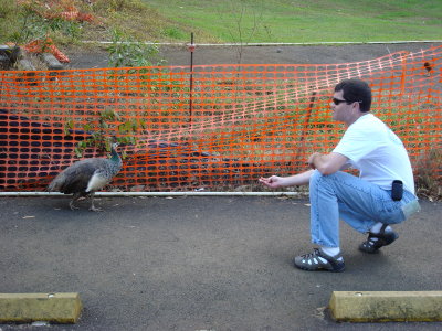 Scott making friends with a pea hen near Keanae