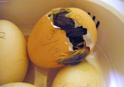 hatching 3