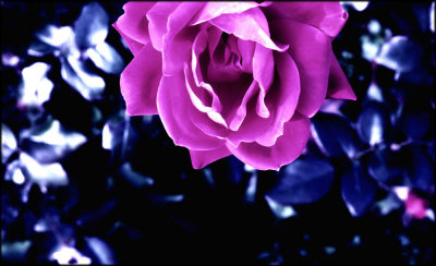 The Rose.jpg