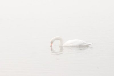 Winter Swan