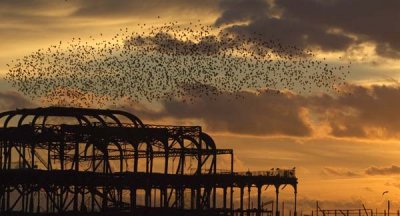 Starlings in the Sunset