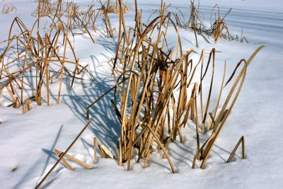 Marais de la Saulaie, Boucherville, hiver