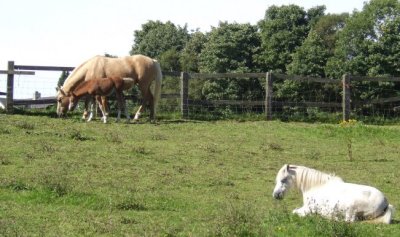 Horse family