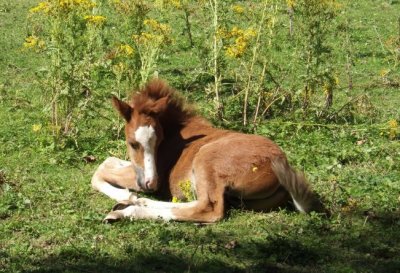 Foal