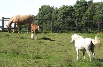 Horse family