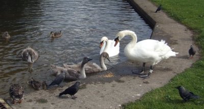 Feeding Time