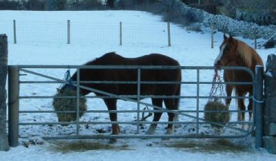 Feeding Time