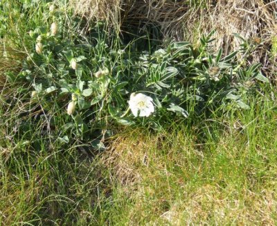 Little wild flower