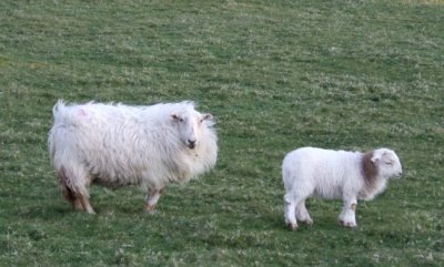 Looking sheepish