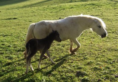 Horse and foal