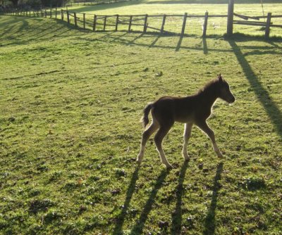 Foal