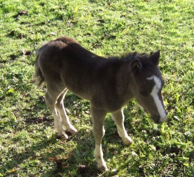 Foal