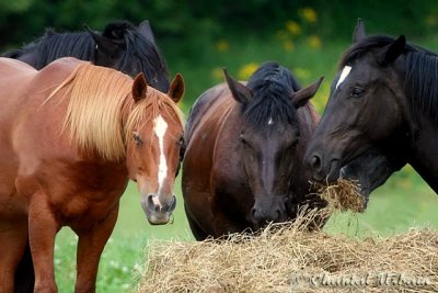 Horses / Chevaux