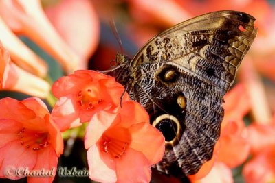 Butterflies go Free  / Papillons en Libert