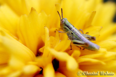 20100602_0195 Sauterelle / Grasshopper