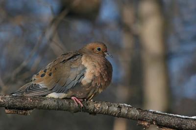 Tourterelle triste / Mourning dove