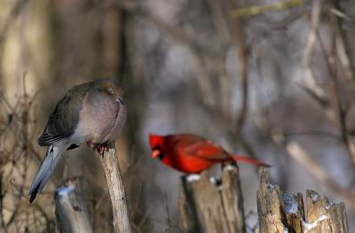  Tourterelle triste er Cardinal rouge / Mourning dove and Northern Cardinal