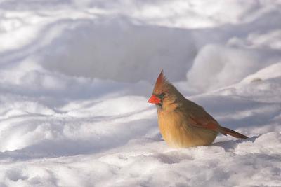  Cardinal Rouge / Northern Cardinal