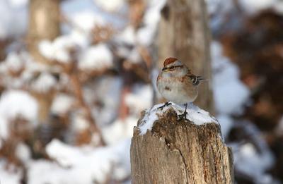  Bruant    Hudsonien / American tree Sparrow