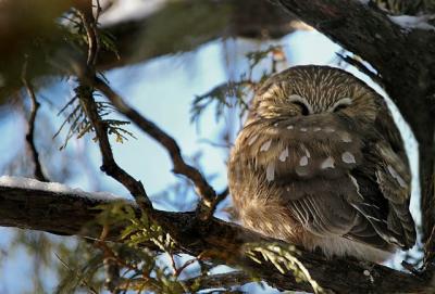   Petite Nyctale /Northern Saw-whet Owl