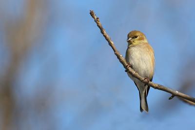  Chardonneret Jaune / American Goldfinch
