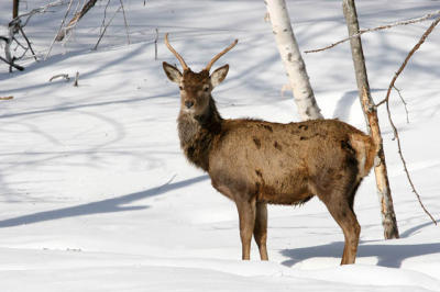 20060219_1099 Omega cerf elaphe.jpg