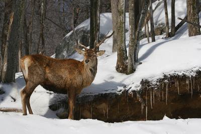 20060219_1117 Omega cerf elaphe.jpg