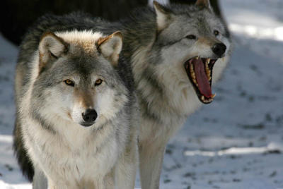 20060219_1241 Omega Loup des bois.jpg