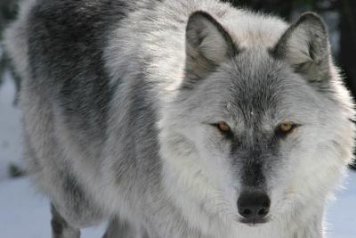 20060219_1254 Omega Loup gris.jpg