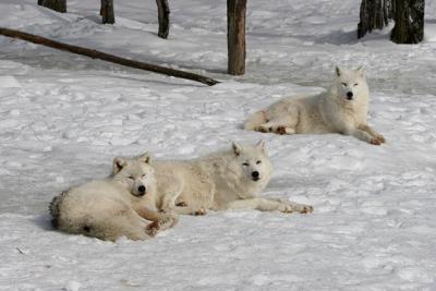 20060219_1283 Omega Loup artique.jpg