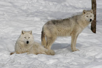 20060219_1286 Omega Loup artique.jpg