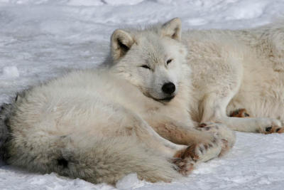 20060219_1287 Omega Loup artique.jpg