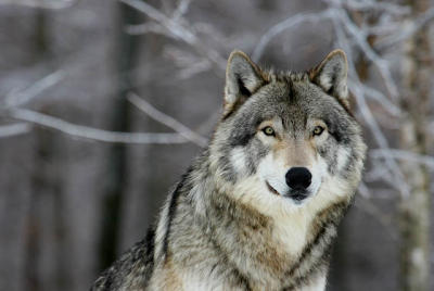 20060219_1344 Omega Loup des bois.jpg