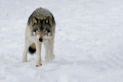 20060219_1382 Omega Loup des bois.jpg