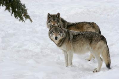 20060219_1406 Omega Loup des bois.jpg