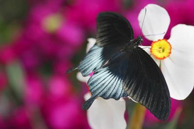 20060305_1524 Papilio memnon.jpg