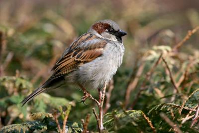  Moineau domestique / House sparrow
