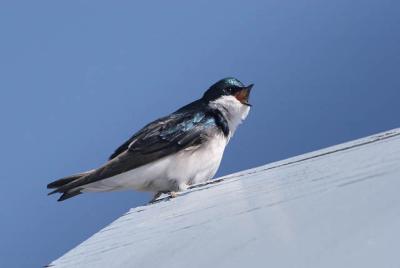  Hirondelle bicolore / Tree swallow
