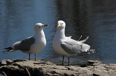  Goelang  bec cercl / Ring-billed gull